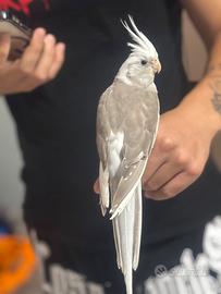 Calopsita
