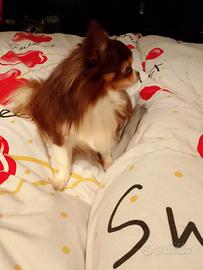 Rocco chihuahua chocolate con pedigree