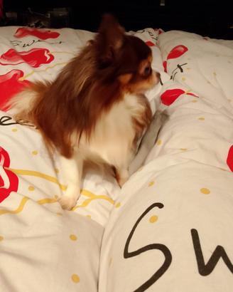 Rocco chihuahua chocolate con pedigree