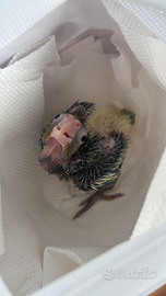 Pulli calopsite perlate