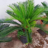 Pianta cycas