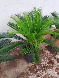 Pianta cycas