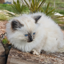Cucciola gatto ragdoll