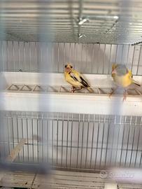 Animali