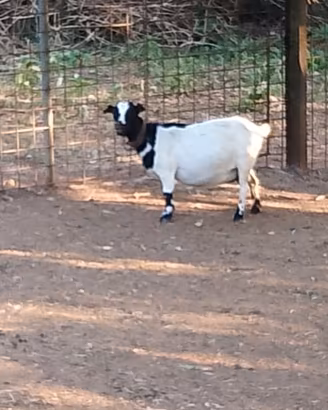 Capra tibetana