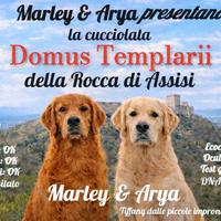 Cucciolata di Golden Retriever genitori TOP