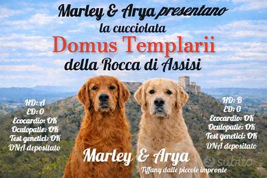 Cucciolata di Golden Retriever genitori TOP