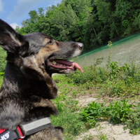 Disponibilità accoppiamento Malinos