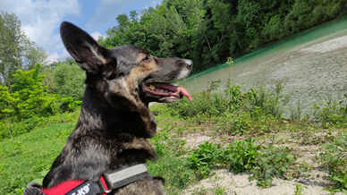 Disponibilità accoppiamento Malinos