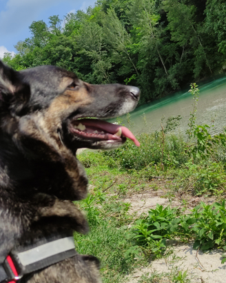 Disponibilità accoppiamento Malinos