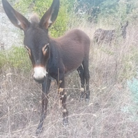 Asino di 6 mesi