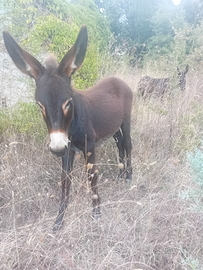 Asino di 6 mesi
