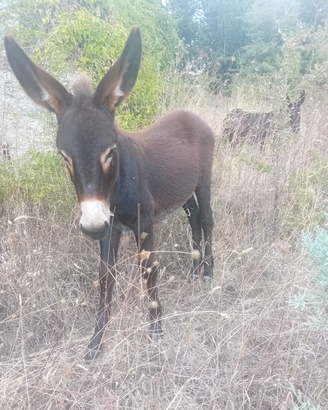 Asino di 6 mesi