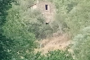 Terreno con Rustico in Liguria