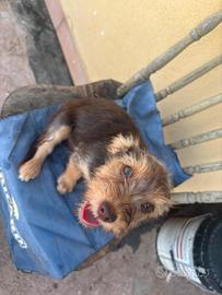 Cuccioli femmine di meticcio 3 mesi a Catania