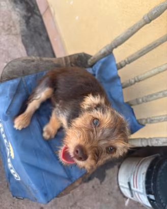 Cuccioli femmine di meticcio 3 mesi a Catania