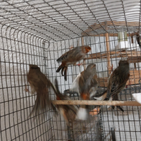 Disponibili maschi di arlecchino portoghese