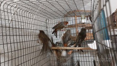 Disponibili maschi di arlecchino portoghese