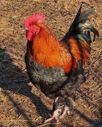 Galli Marans