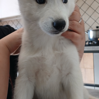 Cuccioli Siberian Husky