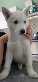 Cuccioli Siberian Husky