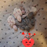 Pappagallini inseparabili