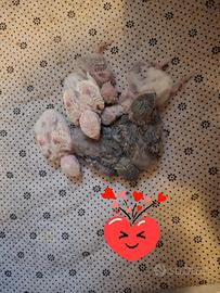 Pappagallini inseparabili