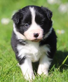 Border collie con pedigree