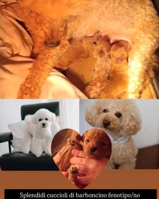 Splendidi cuccioli nati l'8 Marzo 2026