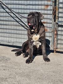 Mastino napoletano