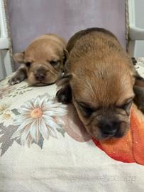 Cuccioli chihuahua pincher