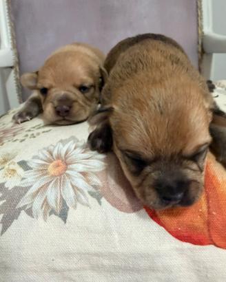 Cuccioli chihuahua pincher