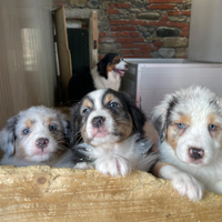 Pastore australiano cuccioli villa Teresa