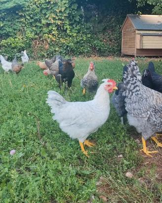 Gallo Legbar opale