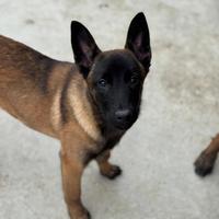 Cuccioli Pastore Belga Malinois