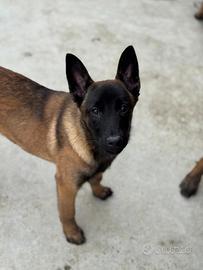 Cuccioli Pastore Belga Malinois