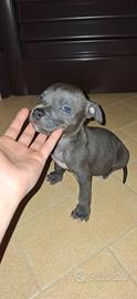 Pitbull