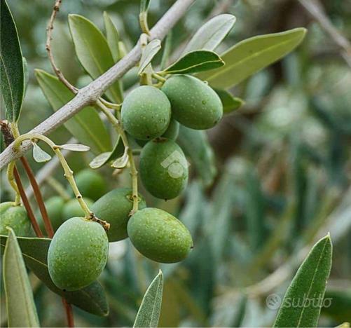 TER. AGRICOLO A TEOLO