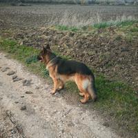 Maschio da riproduzione