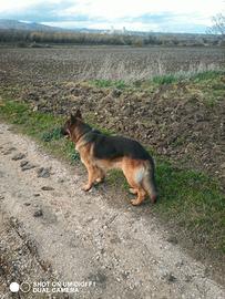 Maschio da riproduzione