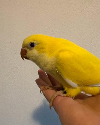 Parrochetto Monaco giallo allevato a mano