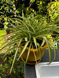 Pianta di nastrino ( falangio ) in vaso