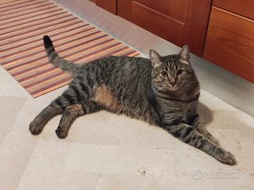 Gratis gatto tigrato  a Rimini