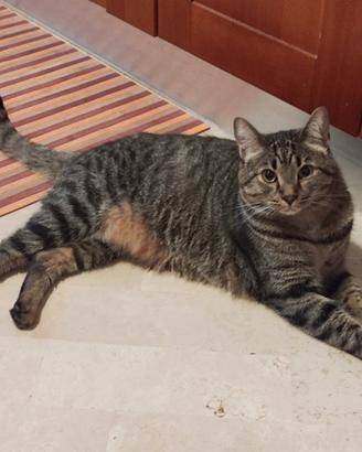 Gratis gatto tigrato  a Rimini
