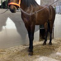 Cavallo