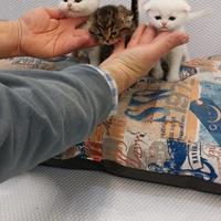 Cuccioli di gattini scottish straight e fold