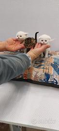 Cuccioli di gattini scottish straight e fold