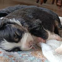 Pastore Australiano cucciolo