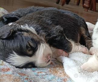 Pastore Australiano cucciolo