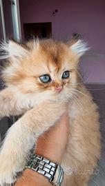 Gattini british longhair